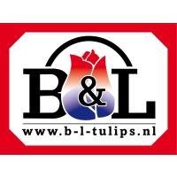 B&L Tulips