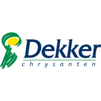 Dekker Chrysanten